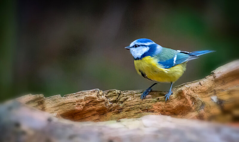 Blue Tit Bird — Calm, Photograph, Log
