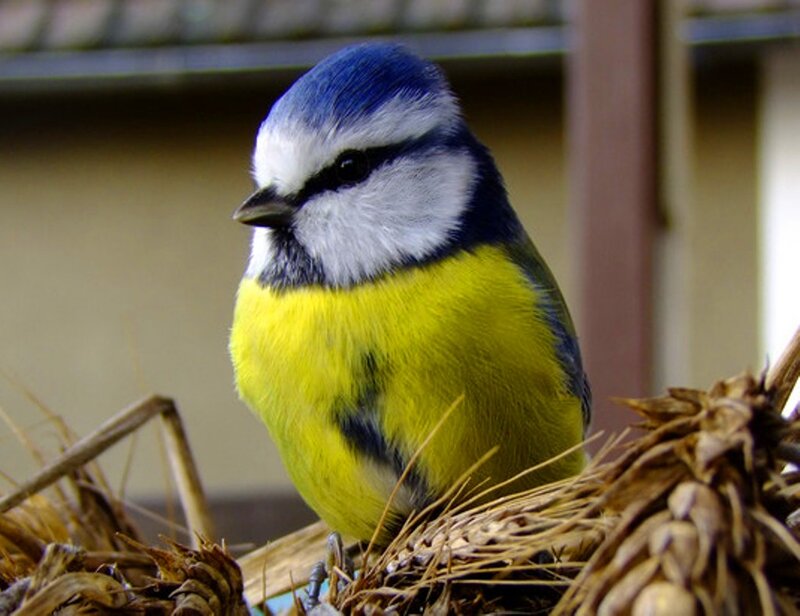 Blue Tit Bird — Calm, Photograph, Nest