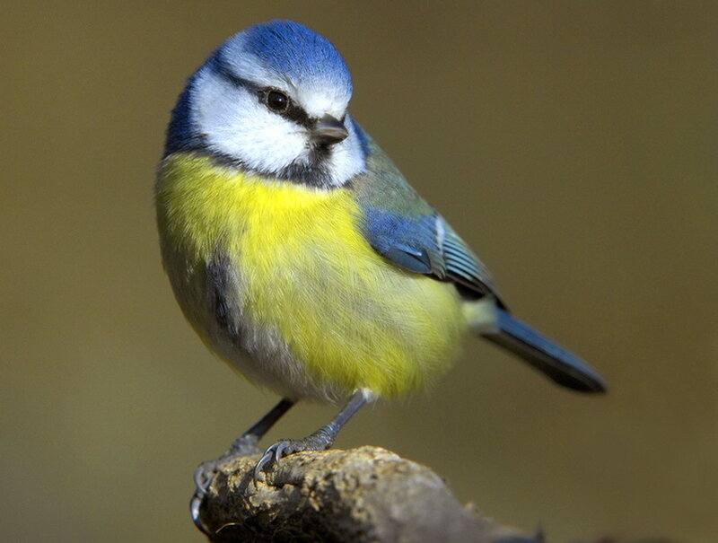 Blue Tit Bird — Calm, Photograph