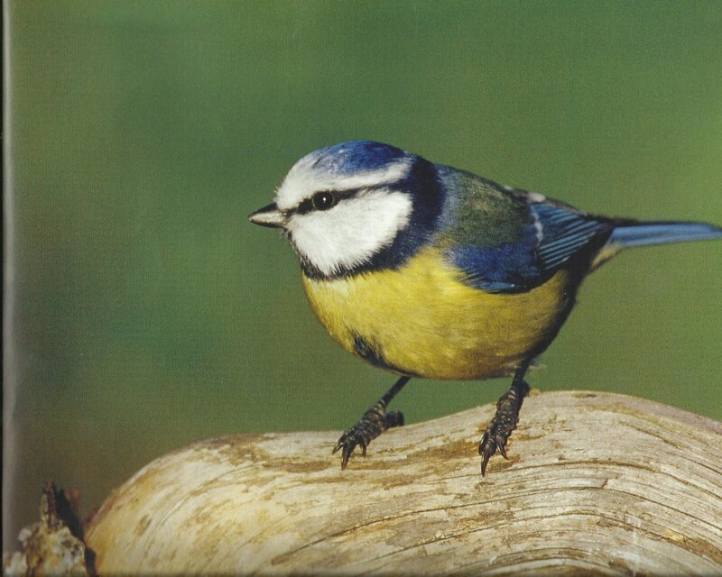 Blue Tit Bird — Calm, Photograph, Wooden Log