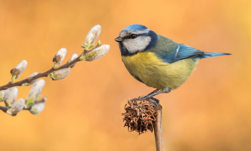 Blue Tit Bird — Calm, Spring, Photograph, Branch