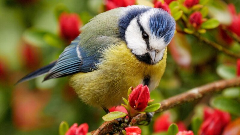 Blue Tit Bird — Calm, Spring, Photograph, Flowers