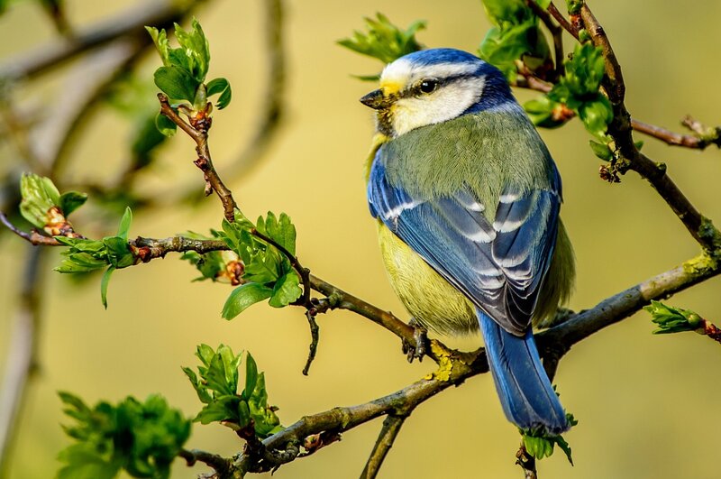 Blue Tit Bird — Calm, Spring, Photograph