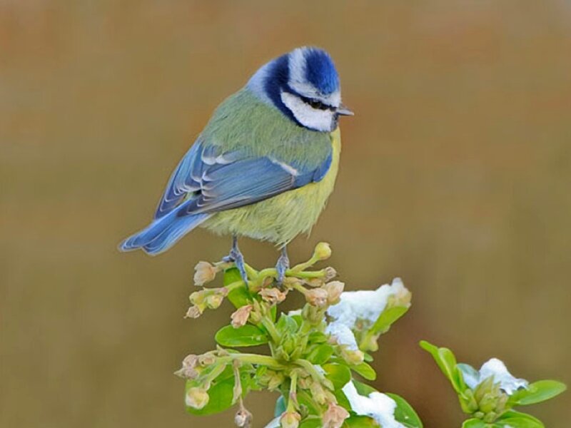 Blue Tit Bird — Calm, Spring
