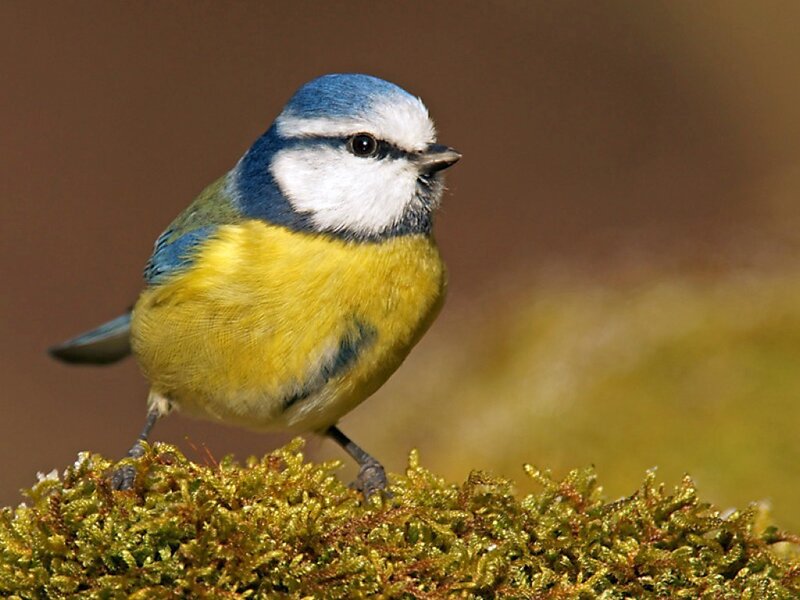 Blue Tit Bird — Calm