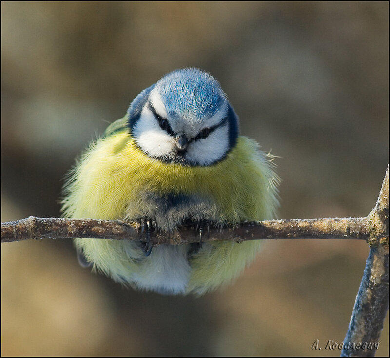 Blue Tit Bird — Calm, Winter, Photograph
