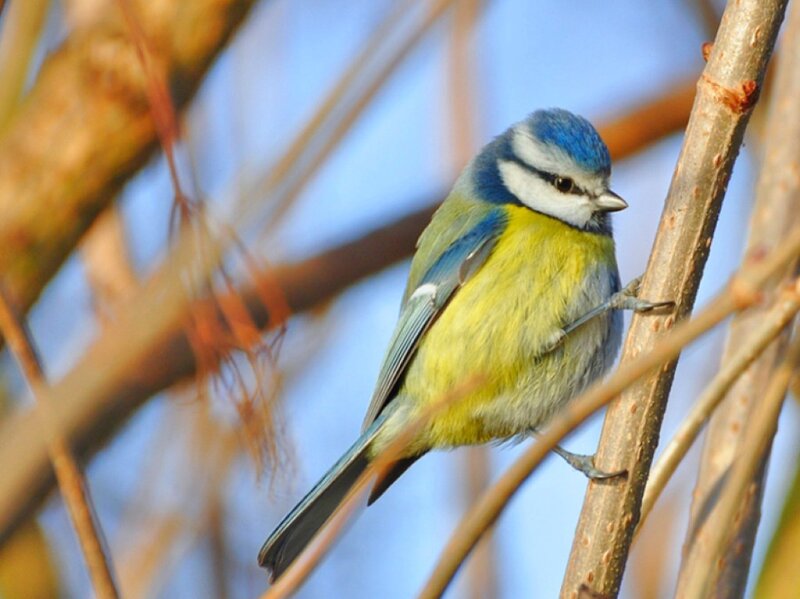 Blue Tit Bird — Calm, Winter