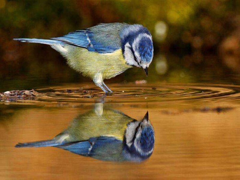 Blue Tit Bird Drinking