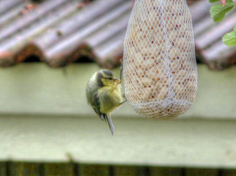Blue Tit Bird Eating