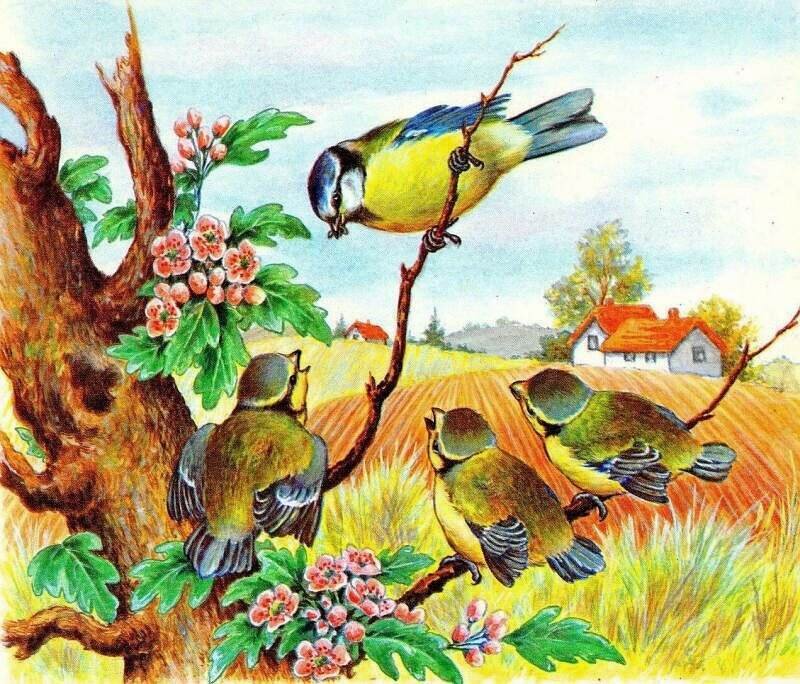 Blue Tit Bird Family