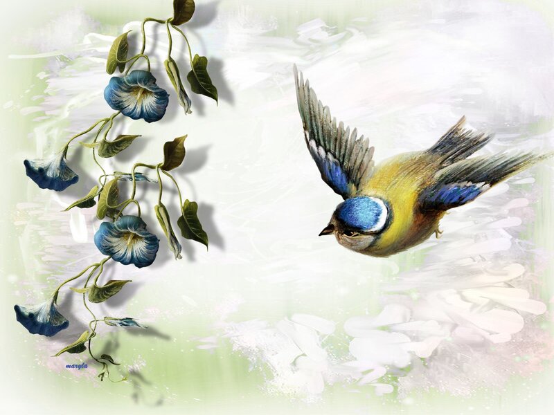 Blue Tit Bird Flying