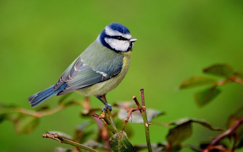 Blue Tit Bird — Green, Calm, Photograph, Branch, Leaves