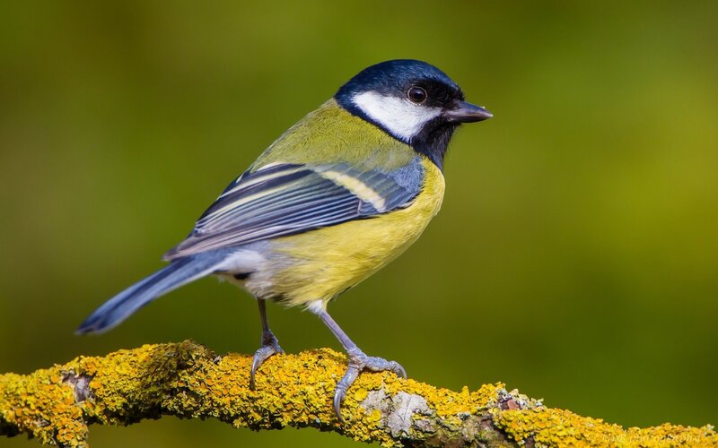 Blue Tit Bird — Green, Calm, Photograph, Branch