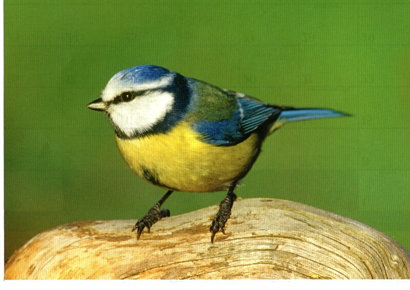 Blue Tit Bird — Green, Calm, Photograph