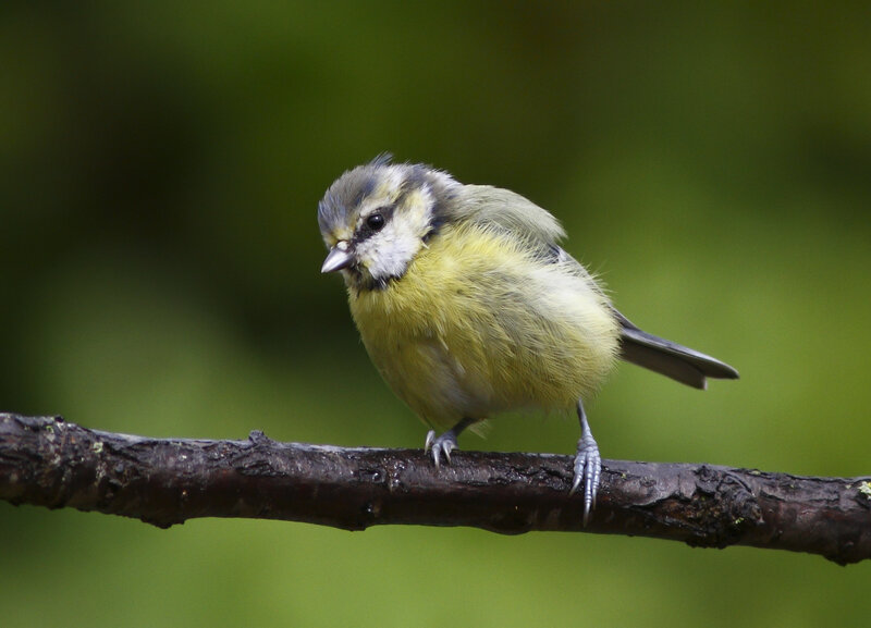 Blue Tit Bird — Green, Calm