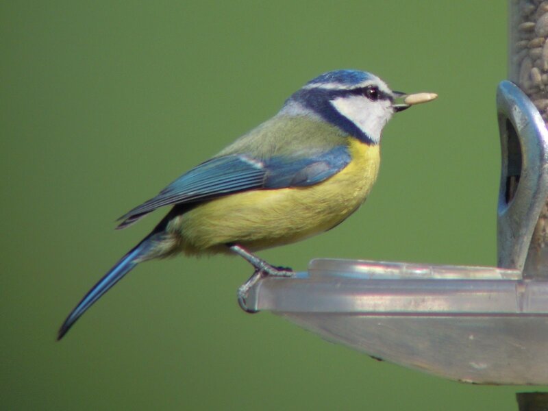 Blue Tit Bird — Green