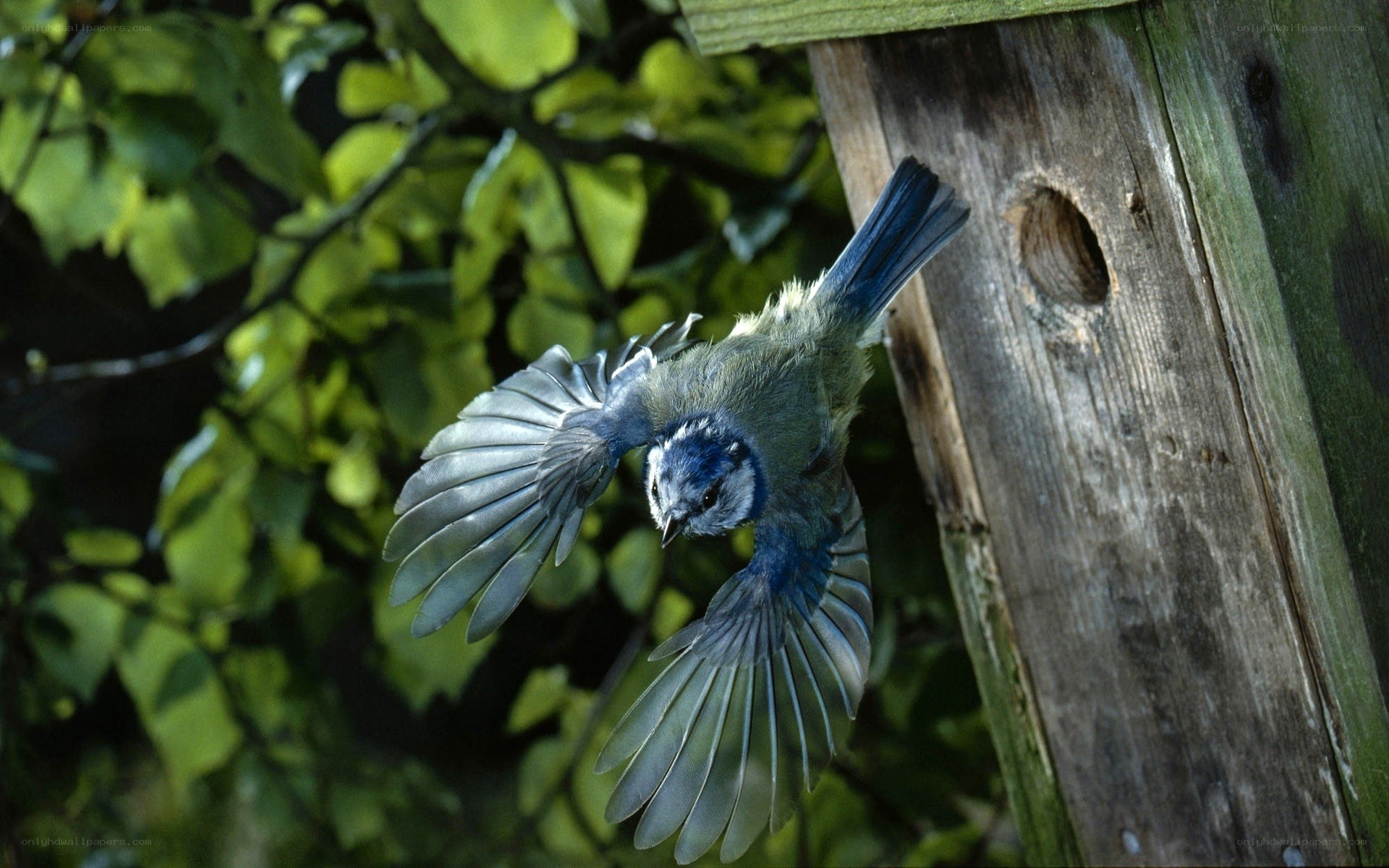 Blue tit bird in flight