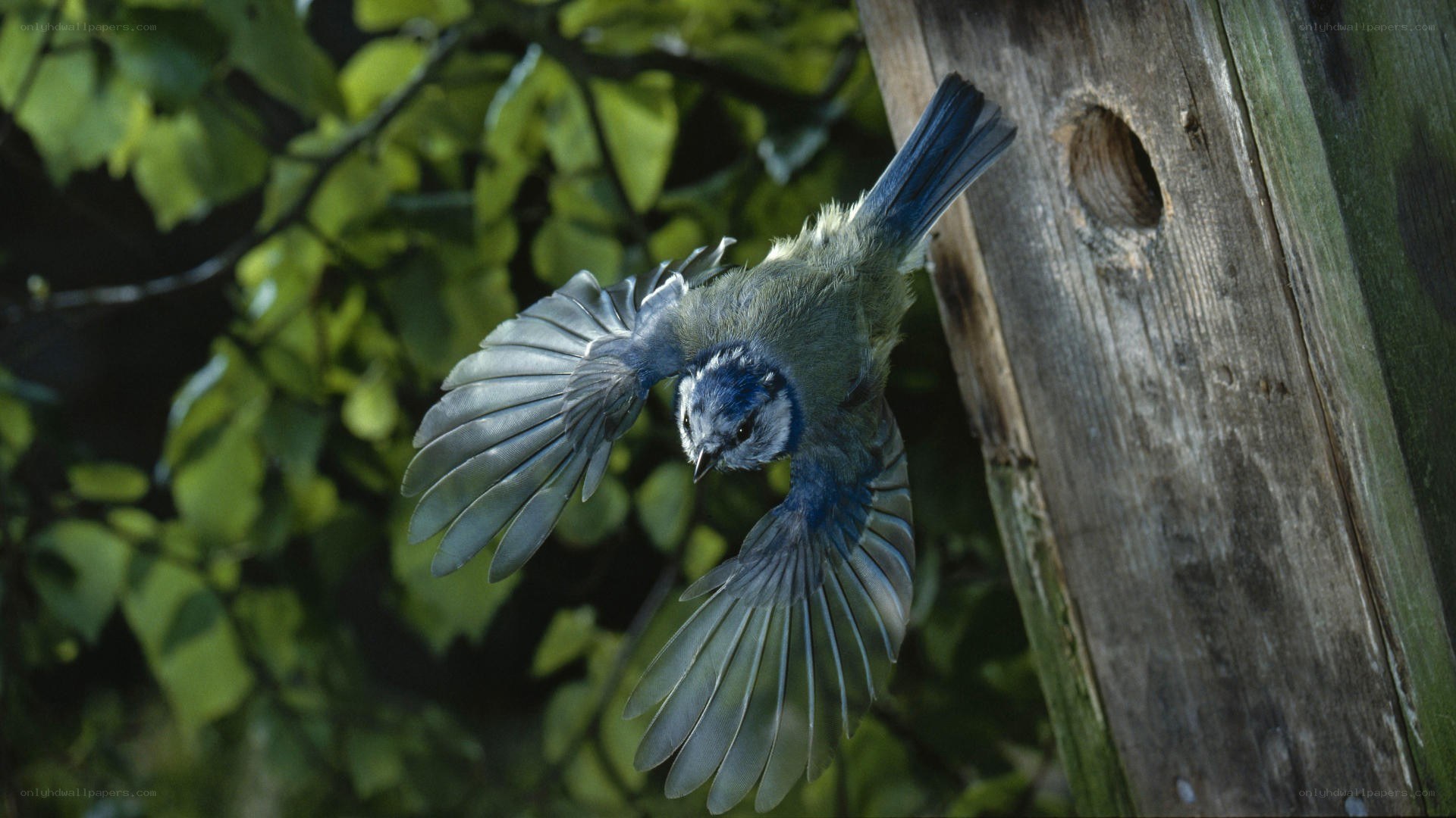 blue tit bird in flight