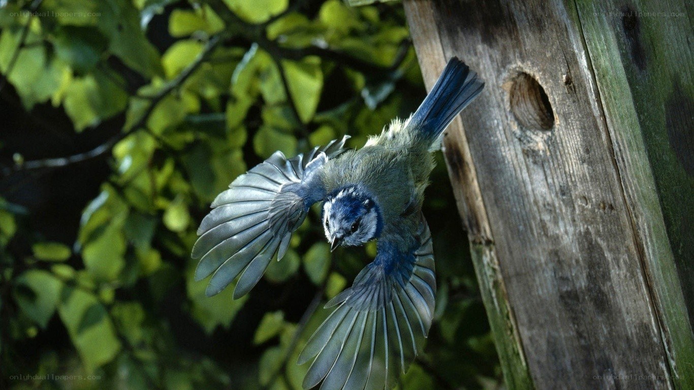 blue tit bird in flight