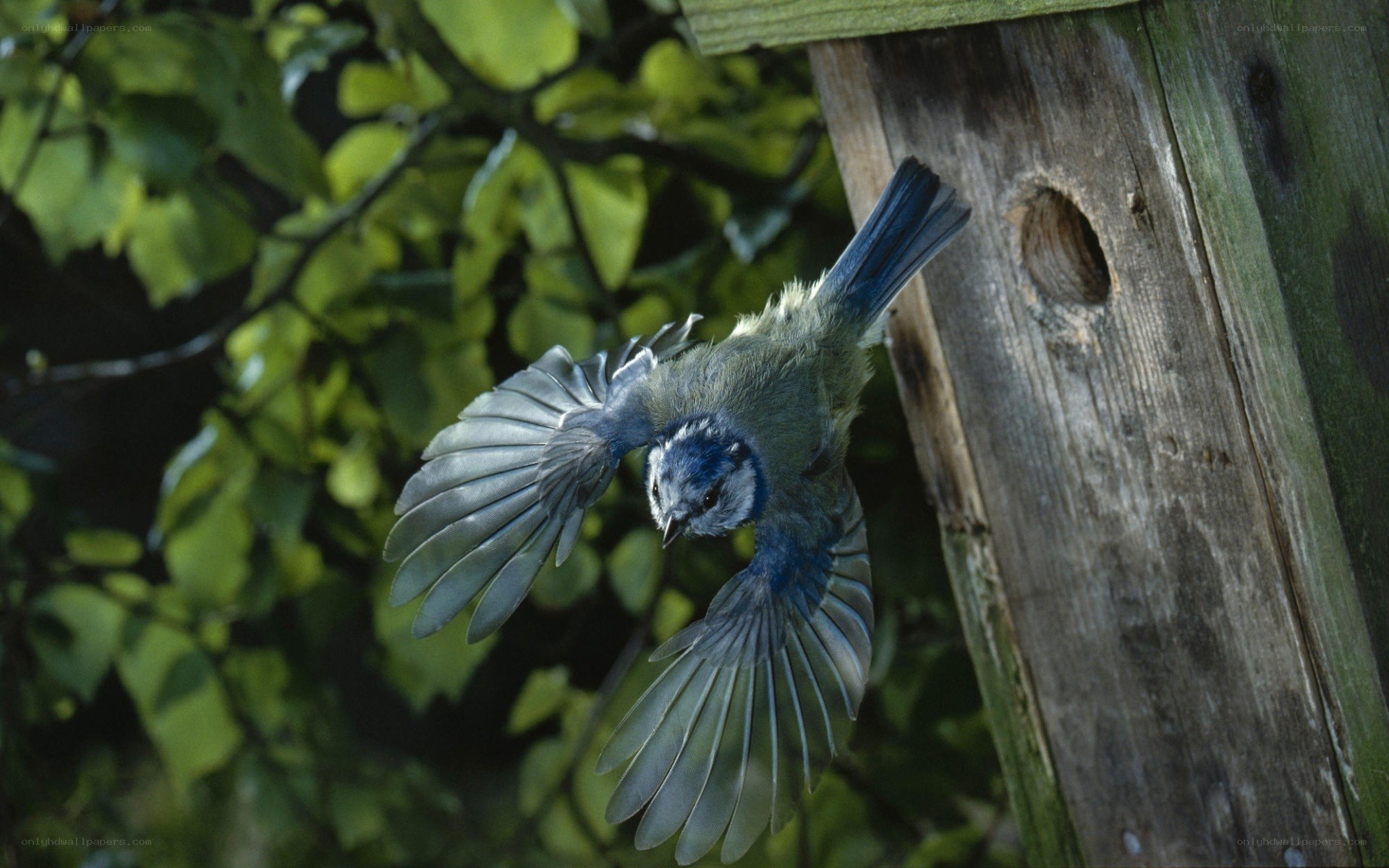 blue tit bird in flight
