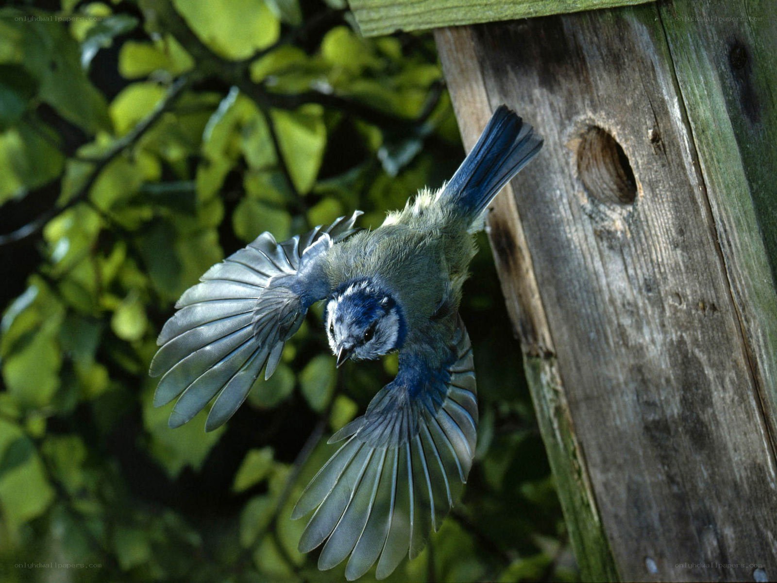 blue tit bird in flight