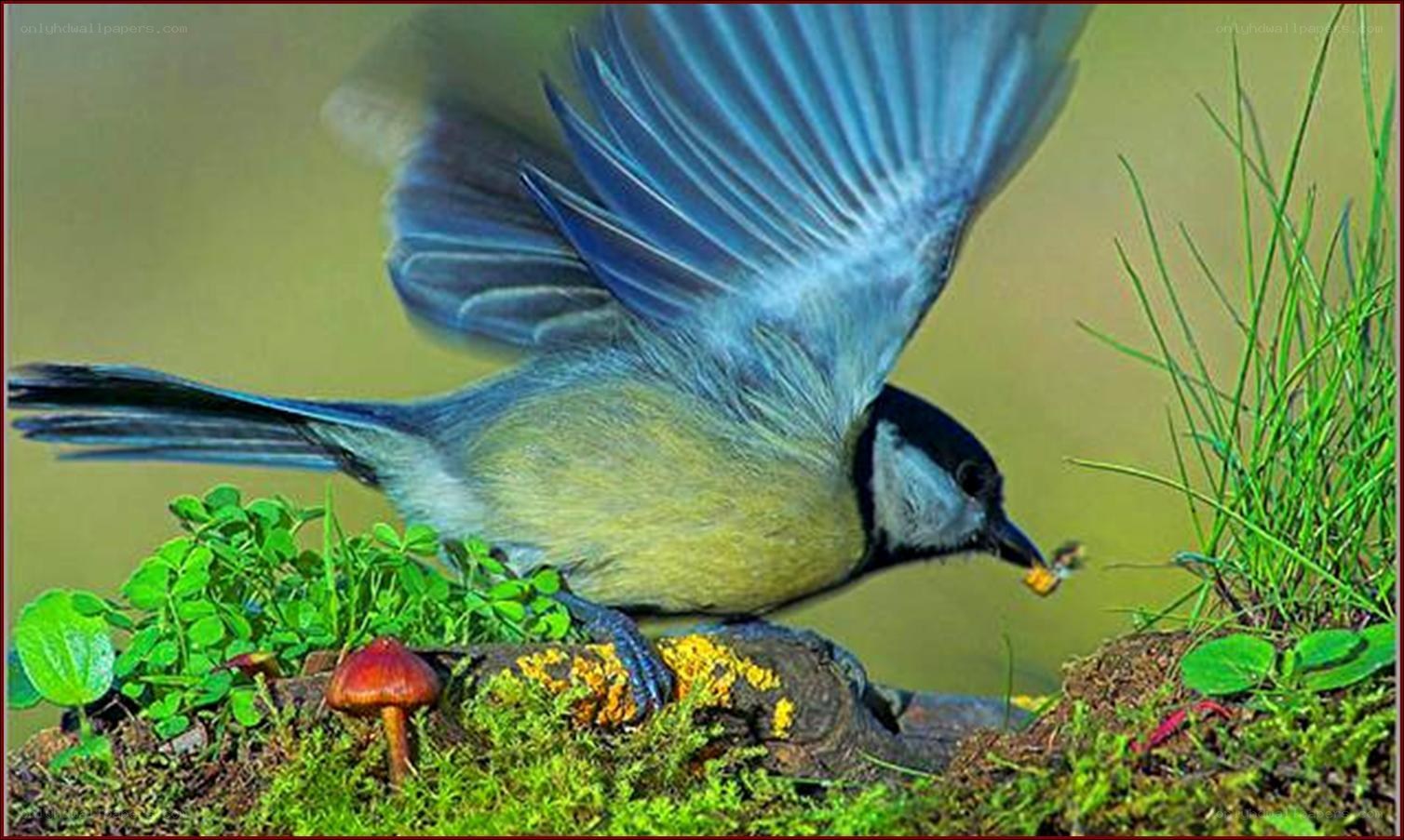 Blue tit bird in flight