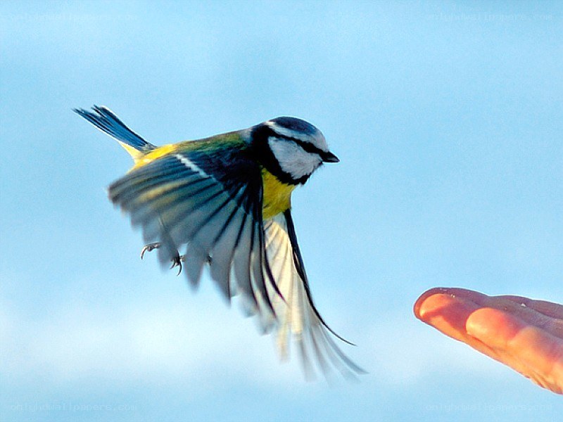 blue tit bird in flight