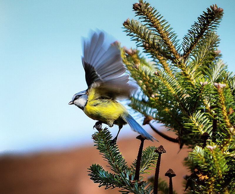 Blue Tit Bird in Flight — Green, Active