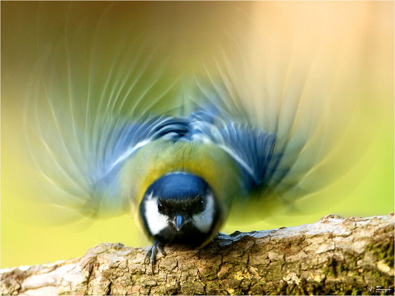 Blue Tit Bird in Flight — Green, Dynamic