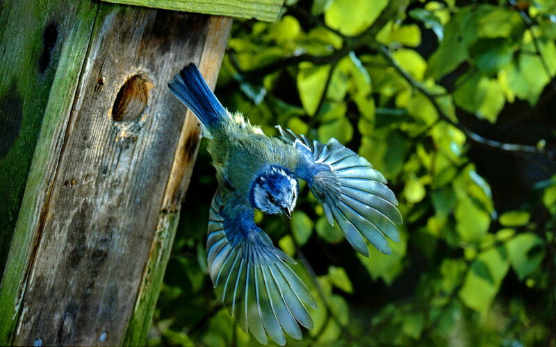 Blue Tit Bird in Flight — Natural, Afternoon