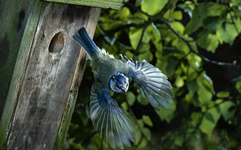 Blue Tit Bird in Flight — Natural