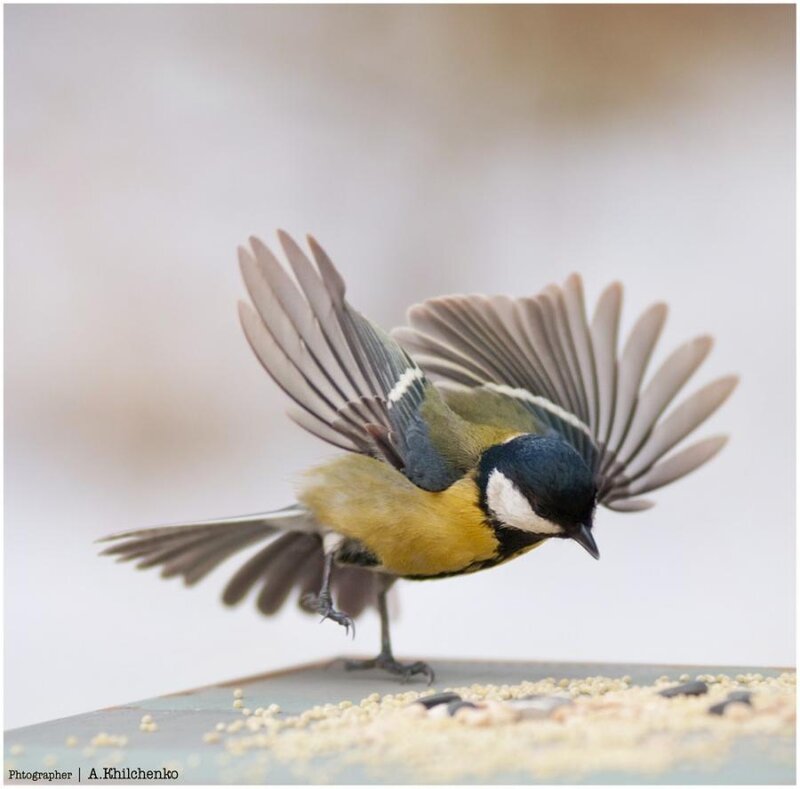 Blue Tit Bird in Flight — Yellow