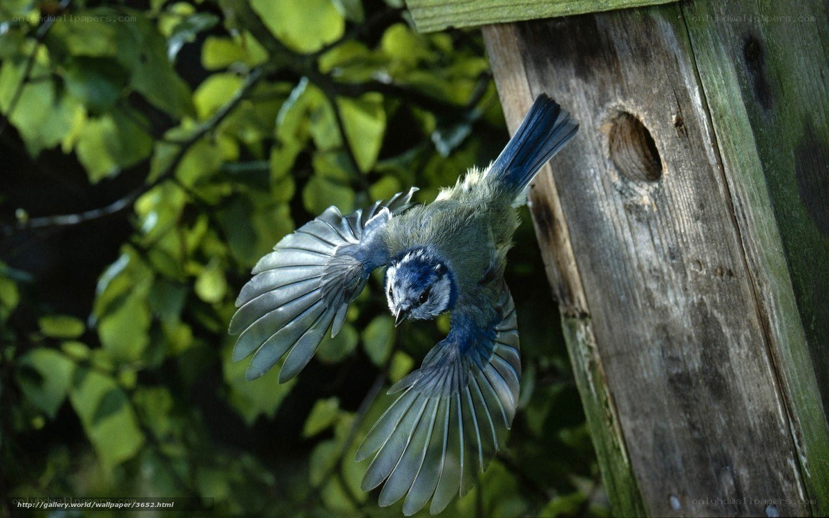 Blue tit bird in flight