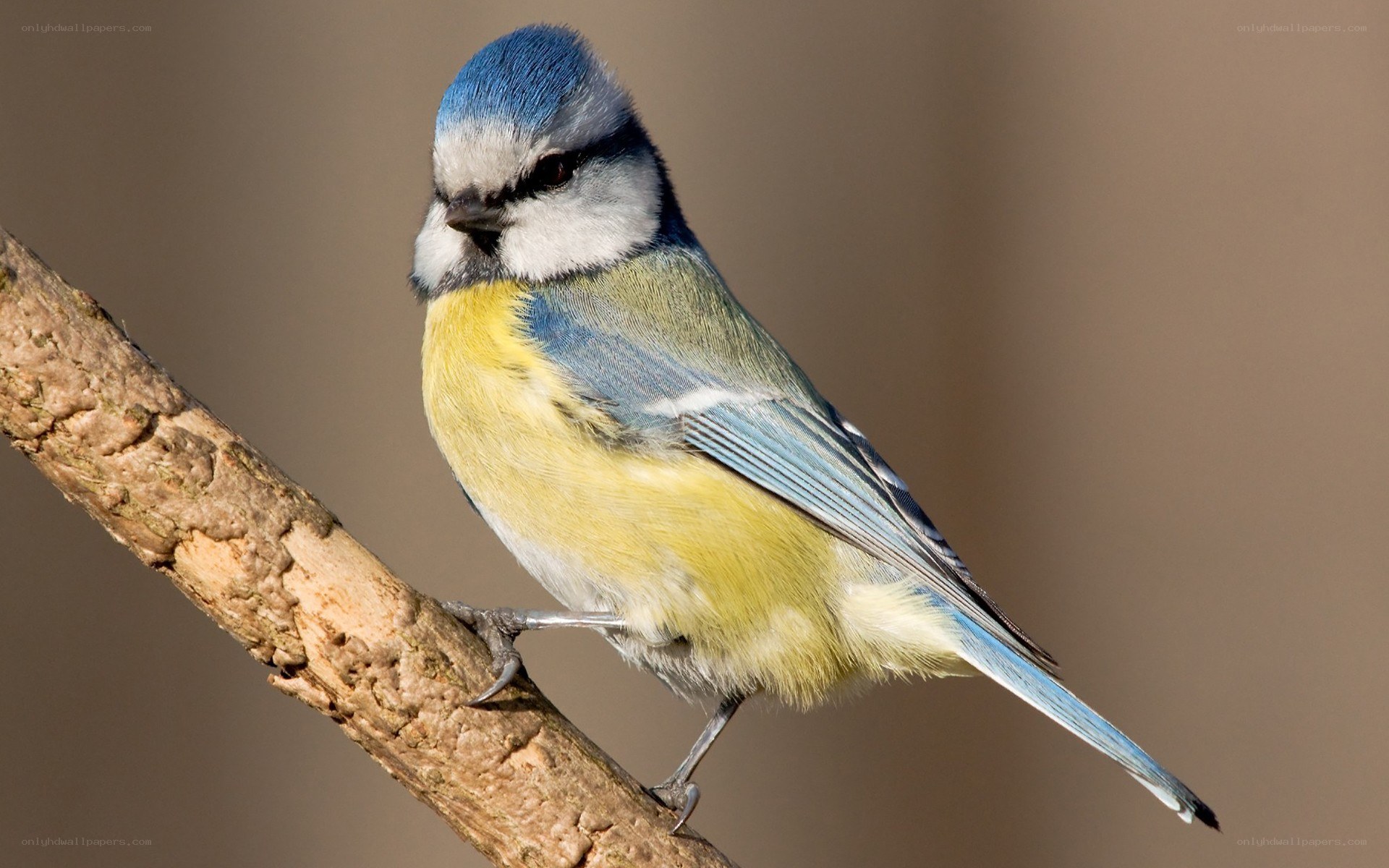 blue tit bird on a branch