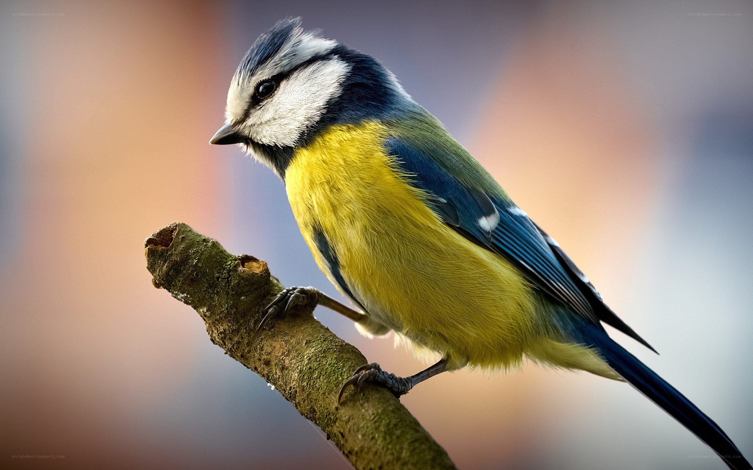 blue tit bird on a branch