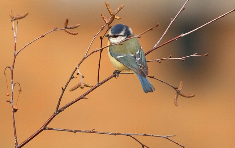 Blue Tit Bird on Branch — Brown