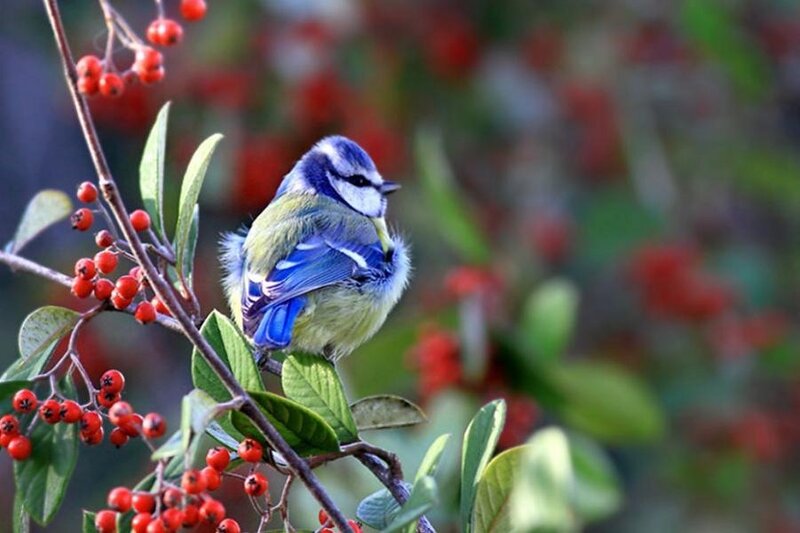 Blue Tit Bird on Branch — Calm, Autumn