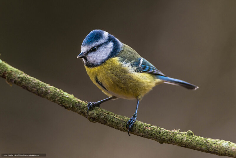 Blue Tit Bird on Branch — Calm, Photograph
