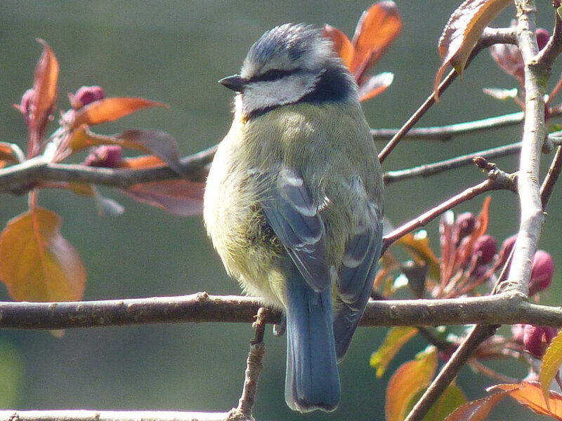 Blue Tit Bird on Branch — Calm, Spring, Photograph, Leaves