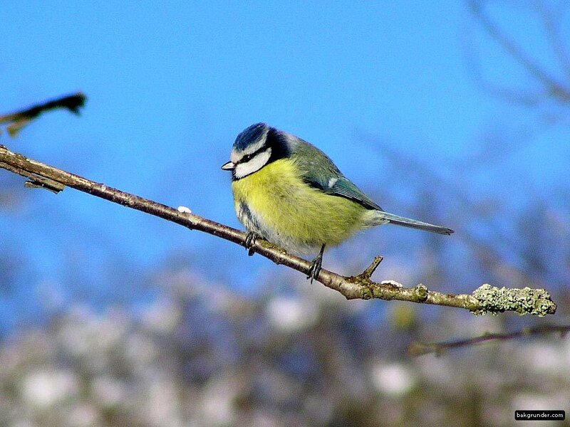 Blue Tit Bird on Branch — Calm, Spring, Photograph, Sky