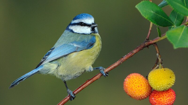 Blue Tit Bird on Branch — Calm, Spring, Photograph