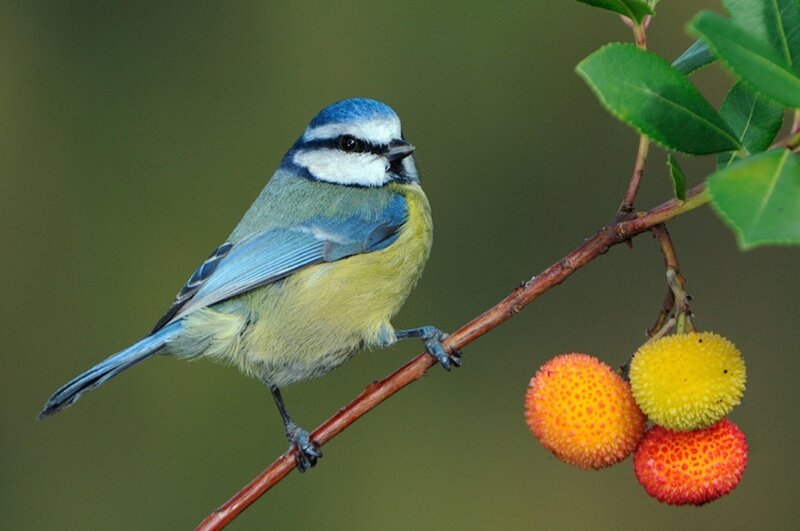 Blue Tit Bird on Branch — Calm, Spring