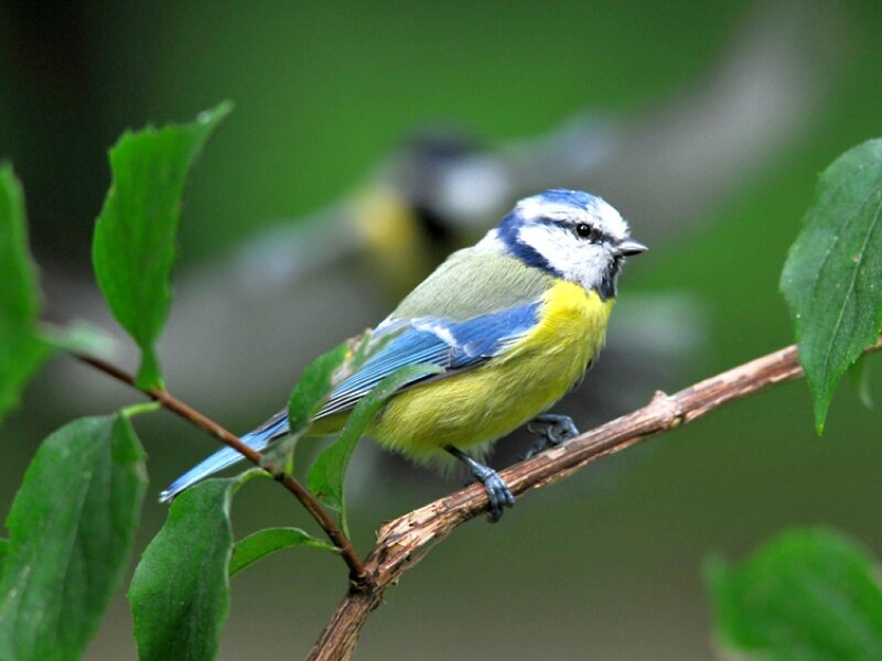 Blue Tit Bird on Branch — Calm