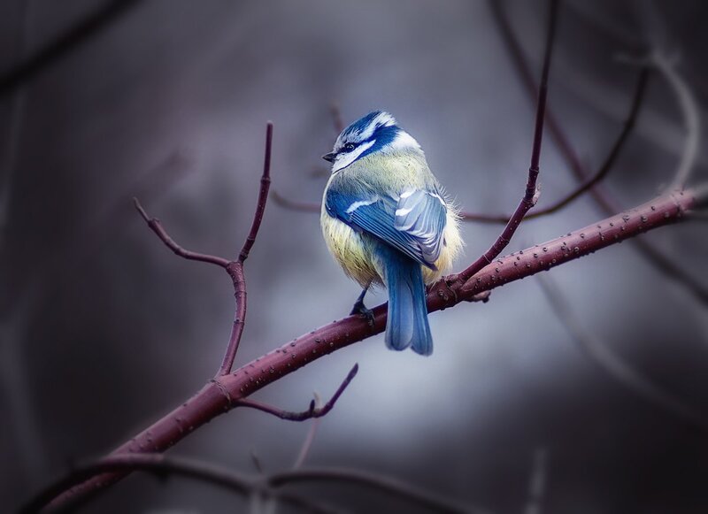 Blue Tit Bird on Branch — Calm, Winter, Photograph