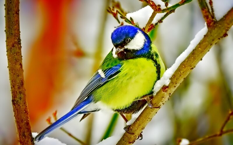 Blue Tit Bird on Branch — Calm, Winter