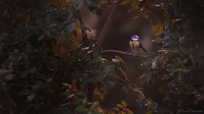 Blue Tit Bird on Branch — Green, Serene