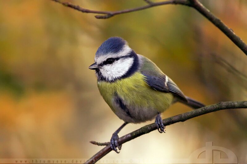 Blue Tit Bird on Branch — Green