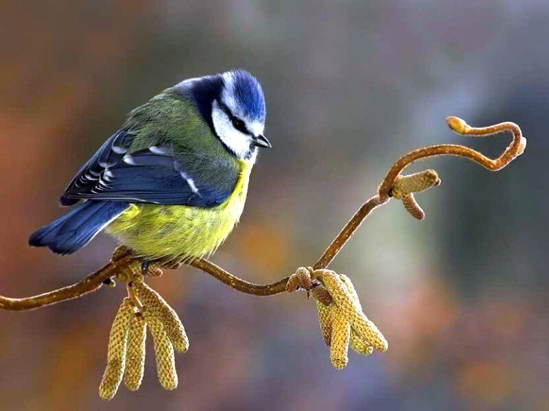 Blue Tit Bird on Branch — Serene, Spring