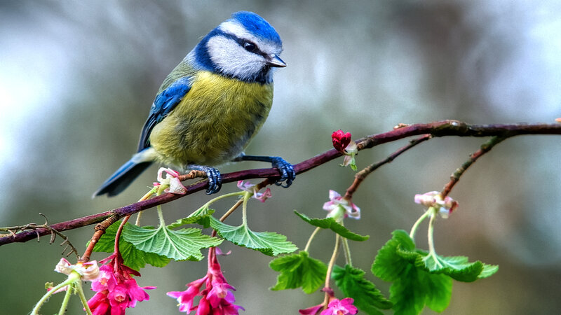 Blue Tit Bird on Branch — Serene