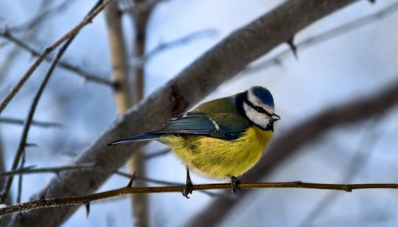 Blue Tit Bird on Branch — Yellow, Calm